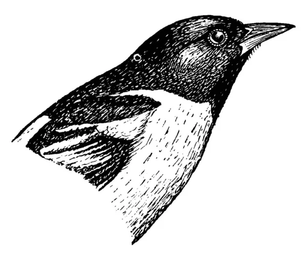 Baltimore Oriole Malý Ikteridní Kos Státní Pták Marylandu Starodávná Kresba — Stockový vektor