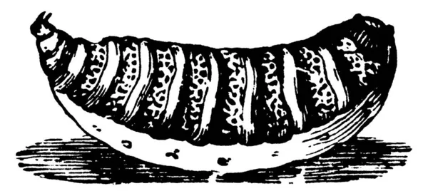 Полностью Выращенная Личинка Овечьей Бородки Estrus Ovis Большая Громоздкая Рисунок — стоковый вектор