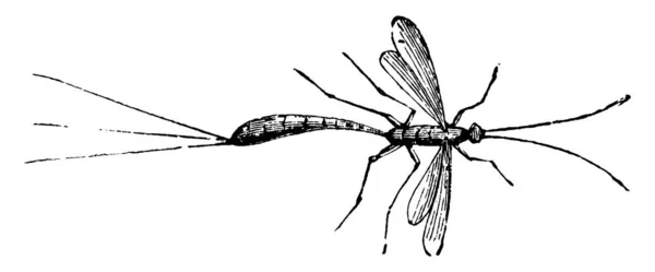 气动苍蝇是一种昆虫 体形圆柱形 有脉络的翅膀 有接缝的触角 古老的线条画或雕刻插图 — 图库矢量图片