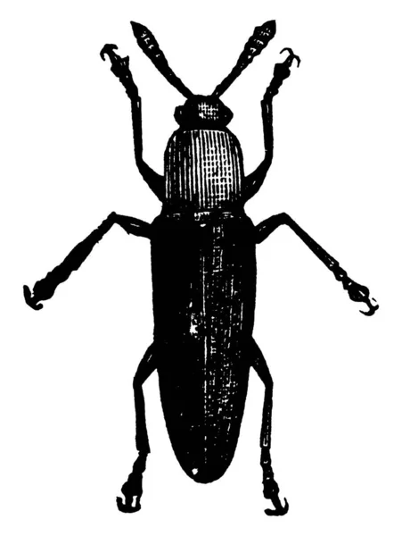 Конюшина Stem Borer Знайдена Центральній Америці Північній Америці Малюнок Вінтажних — стоковий вектор