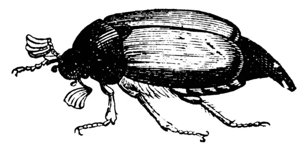 May Beetle Belongs Phyllophaga Family Vintage Line Drawing Engraving Illustration — 스톡 벡터