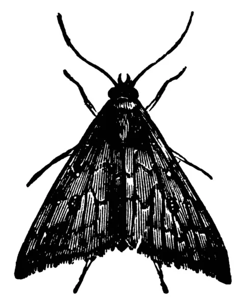 올빼미 Aletia Argillacea 상태에서 머리와 날개에 빈티지 선그리기 삽화가 새겨져 — 스톡 벡터