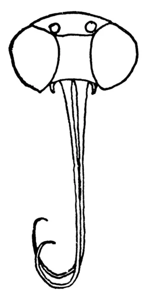 横に2つの目を持つ蛾の頭と冷やした舌 ヴィンテージライン図面や彫刻イラスト — ストックベクタ