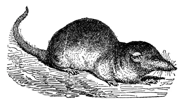 它们是长鼻子的老鼠 不是啮齿类动物 因此它们是灵长类动物中的一员 它们的脚有五个爪趾 不像啮齿类动物 啮齿类动物有四个古老的线条或雕刻插图 — 图库矢量图片