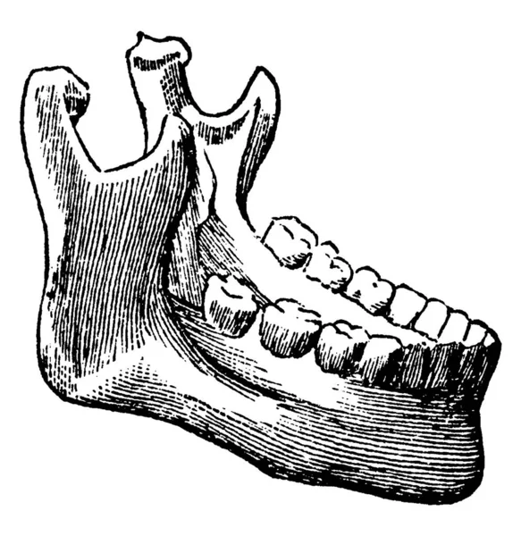 Dolní Maxilární Kost Včetně Spodní Sady Zubů Starodávné Kresby Čar — Stockový vektor