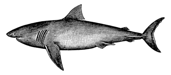 大白鲨 大白鲨 大白鲨家族中的大白鲨 古老的线条画或雕刻插图 — 图库矢量图片