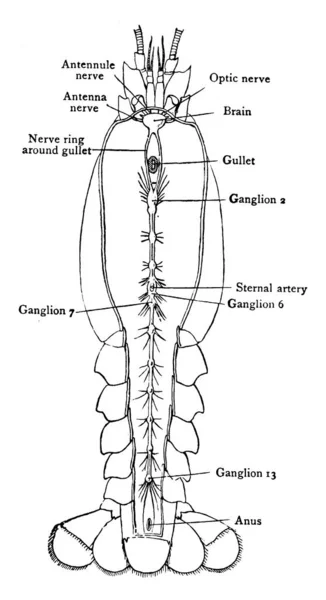 ザリガニとも呼ばれ 多くの甲殻類のいずれか この図は Crayfishの神経系 ヴィンテージライン図面や彫刻イラストを表しています — ストックベクタ