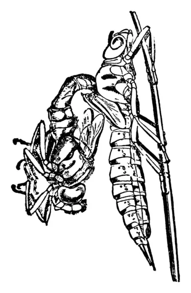 Типичное Изображение Передней Части Тела Aeschua Cyanea Освобожденной Пупария Четкими — стоковый вектор
