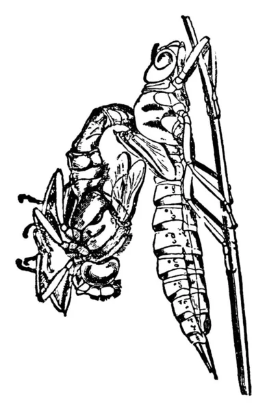 Aeschua Siyanea Nın Vücudunun Kısmının Tipik Bir Temsili Puparyumdan Bağımsız — Stok Vektör