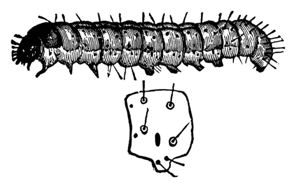 Hadena Larva Safhasında Çizgili Setae Klasik Çizim Oyma Resimleriyle Kaplı — Stok Vektör