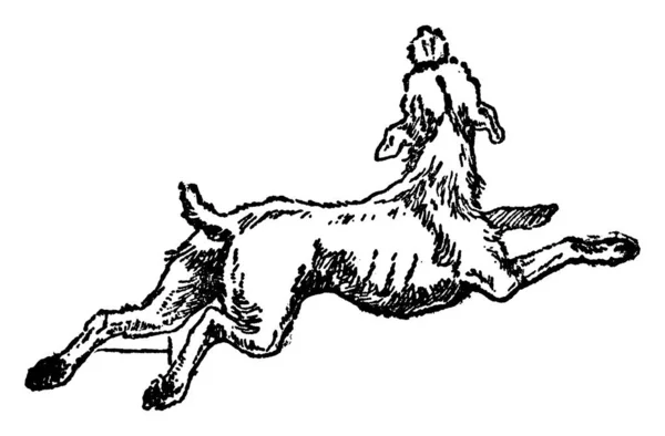 犬が地面に横たわって ちょうど空に頭を持ち上げた 犬は忠実であり 男性の親友 ヴィンテージライン図面や彫刻イラストであると考えられています — ストックベクタ
