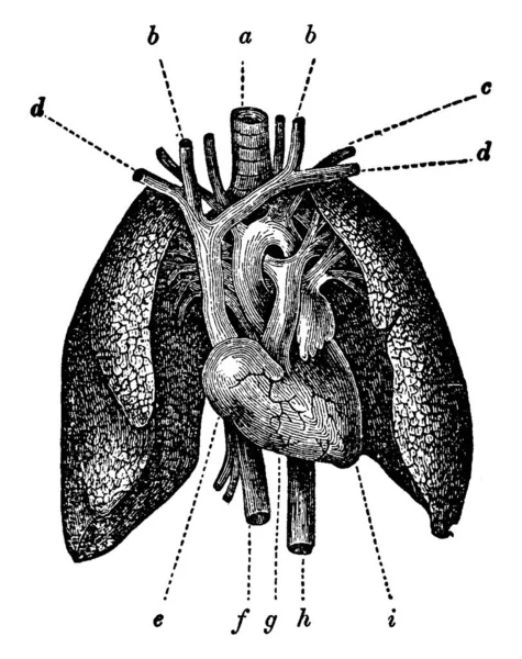 人的心脏和肺的完整解剖 古董线条画或雕刻图解 — 图库矢量图片