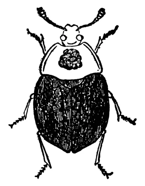金丝雀甲虫 色泽呈褐色 幼虫以生食 古埃及线条画或雕刻图解为食 — 图库矢量图片