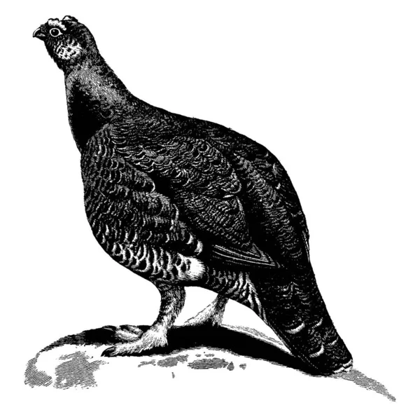 Tétras Roux Est Oiseau Taille Moyenne Famille Des Phasianidae Que — Image vectorielle
