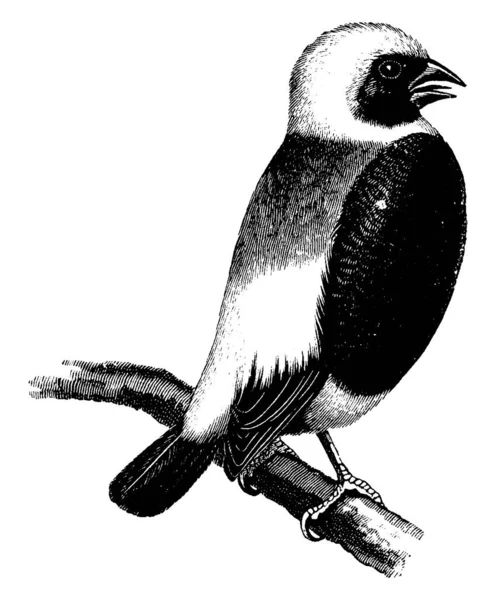 Weaver Bird Weaver Finches Piccolo Uccello Passeriforme Della Famiglia Ploceidae — Vettoriale Stock