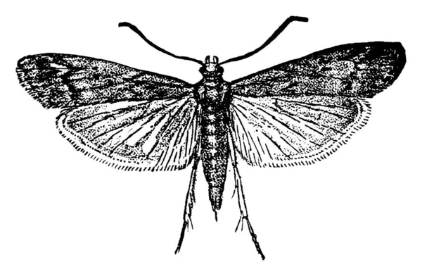 Adulto Polilla Harinera Mediterránea Especie Ephestia Kuhniella Con Sus Alas — Archivo Imágenes Vectoriales