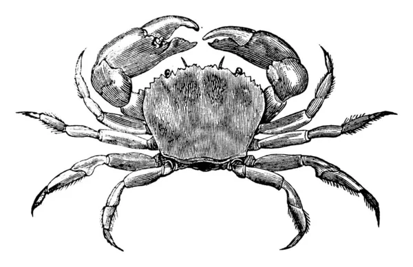 Eriascar Laevimana Crostaceo Della Famiglia Dei Granchi Cancridae Disegno Linee — Vettoriale Stock