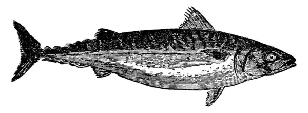 Maquereau Une Espèce Poisson Différente Famille Des Scombridae Rencontre Dans — Image vectorielle