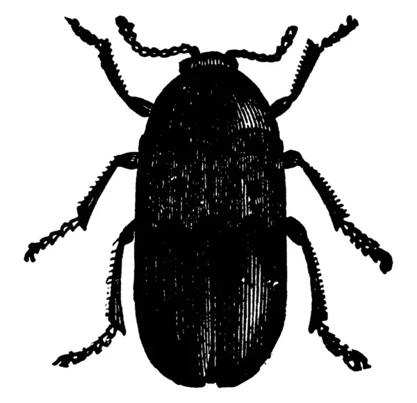 大黄蜂 Larder Beetle 是一种皮肤甲虫 遍布全球 常见于房屋 古董画或版画中 — 图库矢量图片