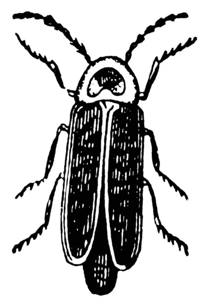 Dospělý Okřídlený Brouk Měkkým Tělem Zvaný Blesk Bug Pro Jejich — Stockový vektor