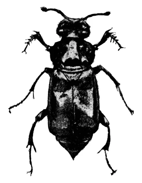 Leş Böcekleri Nispeten Küçük Çok Sayıda Böcek Gömerler Klasik Çizim — Stok Vektör