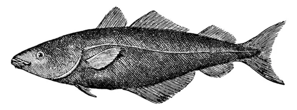 사이아 Saithe 라키아 Pollachius Genus 어류의 일종이다 라키아 빈티지 선그리기 — 스톡 벡터