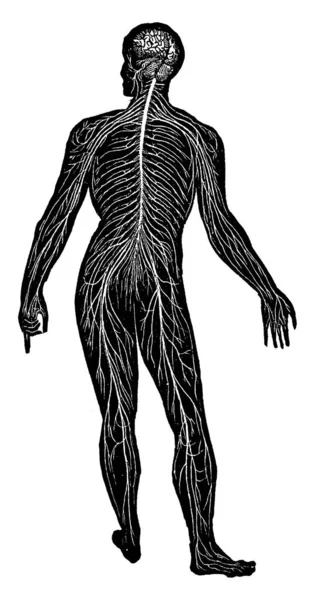 Aquí Muestra Visión Posterior Disposición General Del Sistema Nervioso Humano — Vector de stock