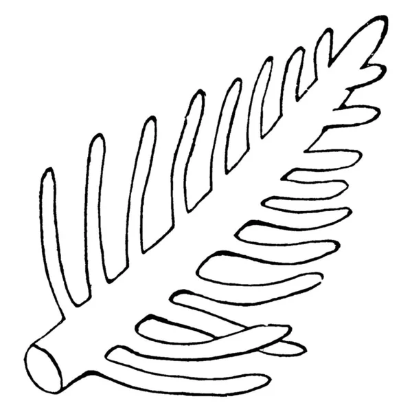 Bryopsis Plumosa Είναι Ένα Είδος Πράσινης Άλγης Φύκια Vintage Γραμμή — Διανυσματικό Αρχείο