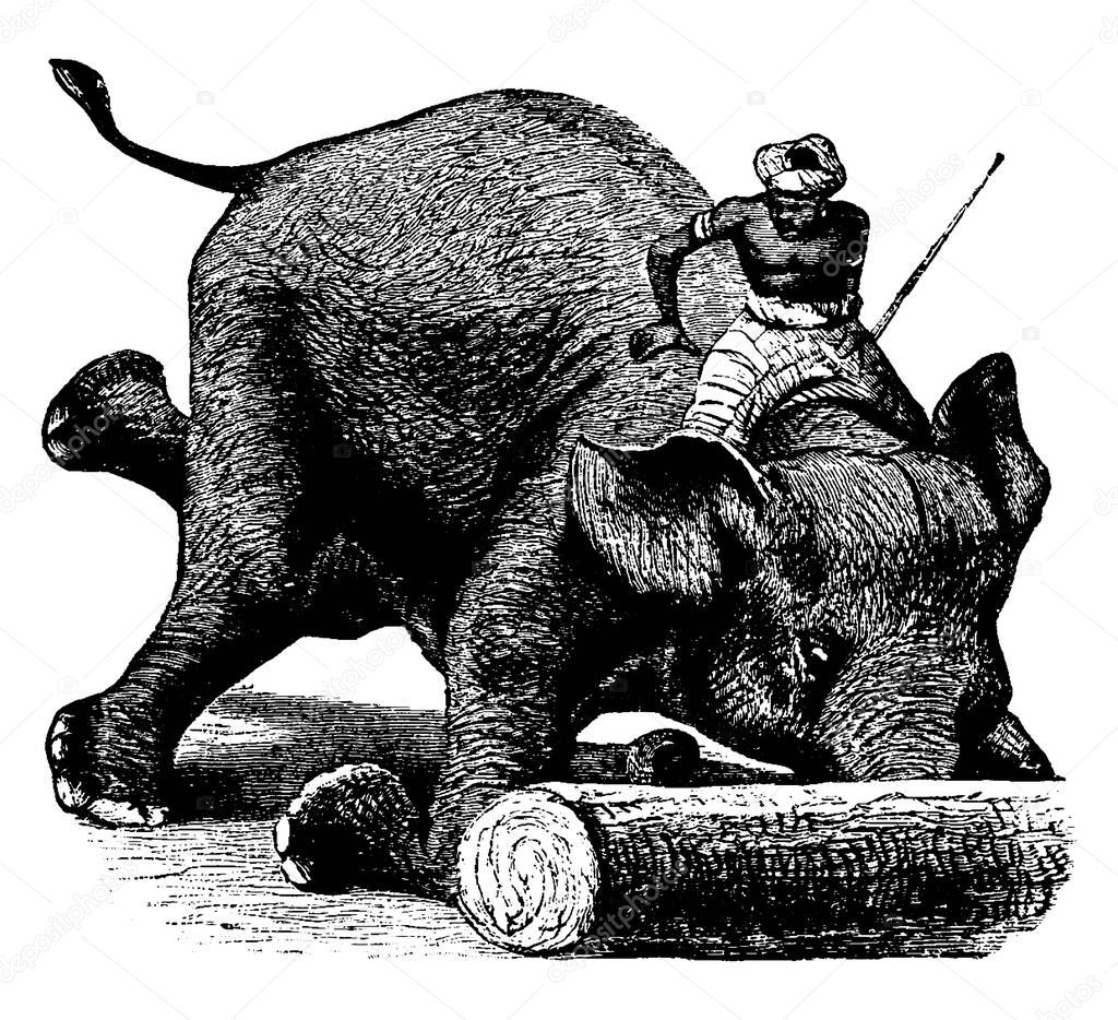 A mahout riding an elephant with large ears, pillar like legs, rolling a log with its long trunk , vintage line drawing or engraving illustration 