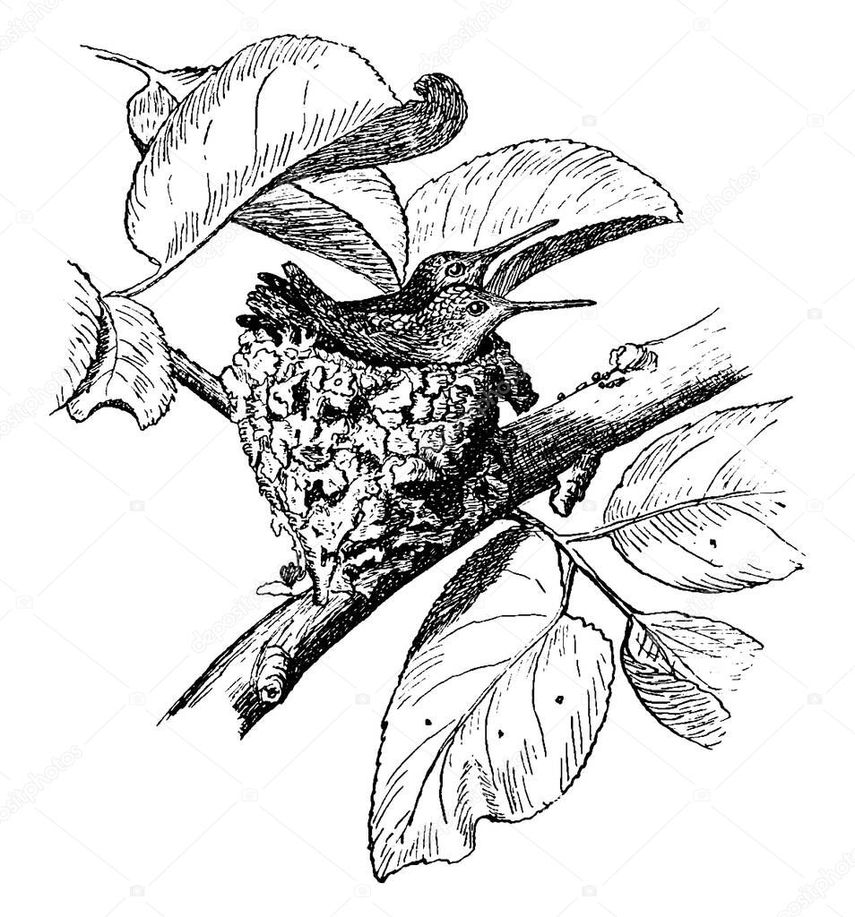 Hummingbird nest with two weeks or fourteen days, old hummingbirds, vintage line drawing or engraving illustration.