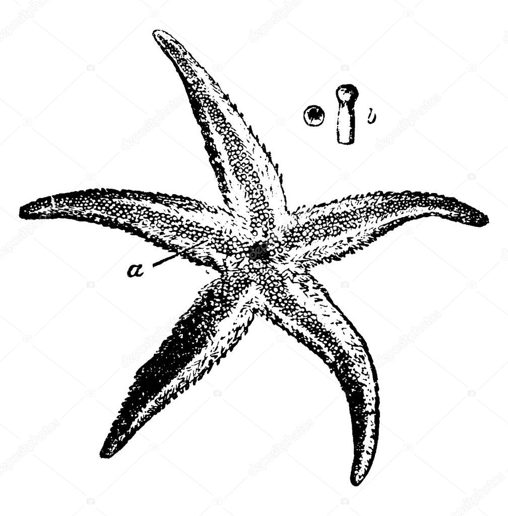 A typical representation of Asterius Rubens, looks like a star, with the parts labelled as, `a & b`, representing, 4-ranked pedicels and end of pedicel magnified, respectively, vintage line drawing or engraving illustration.