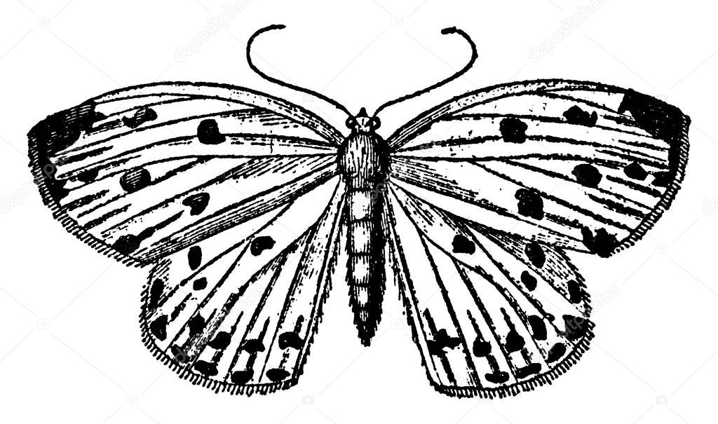 Geometrina with bright circular spots and radial veins running through their forewings and hindwings, in the larval condition have only four prolegs, vintage line drawing or engraving illustration.