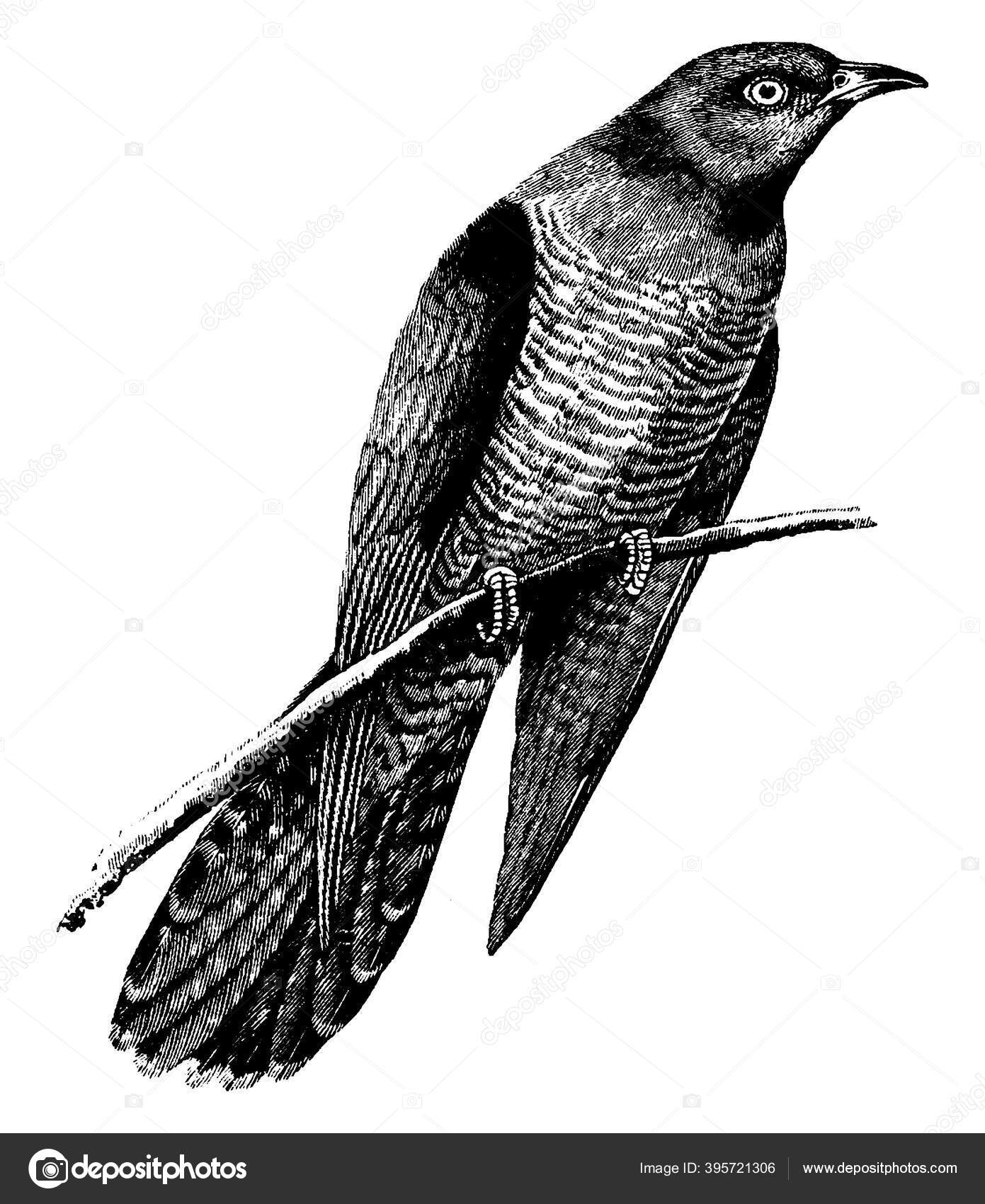 cuculidae - 1 Cuculidae Vektor Stok, Ilustrasi Cuculidae Bebas Royalti | Depositphotos