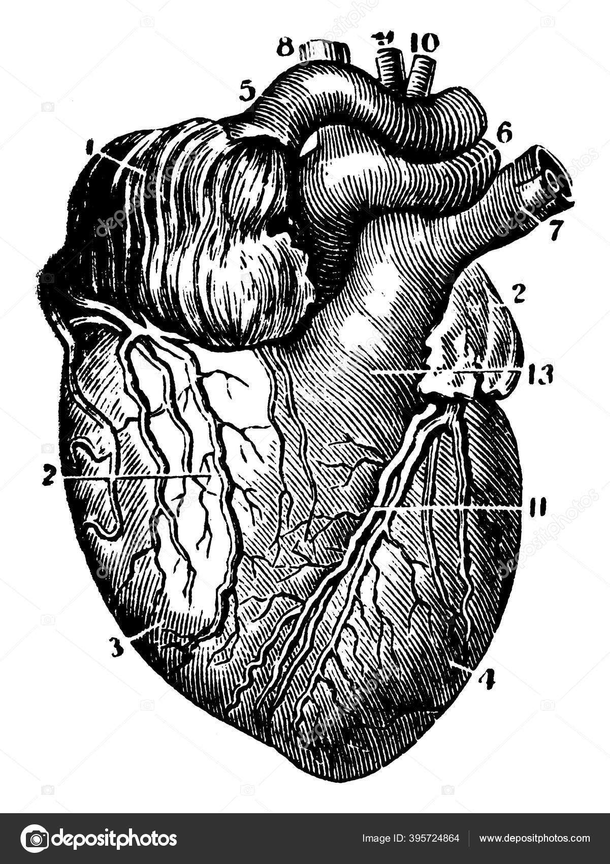 Structure Human Heart Organ Pumps Blood Throughout Body Circulatory