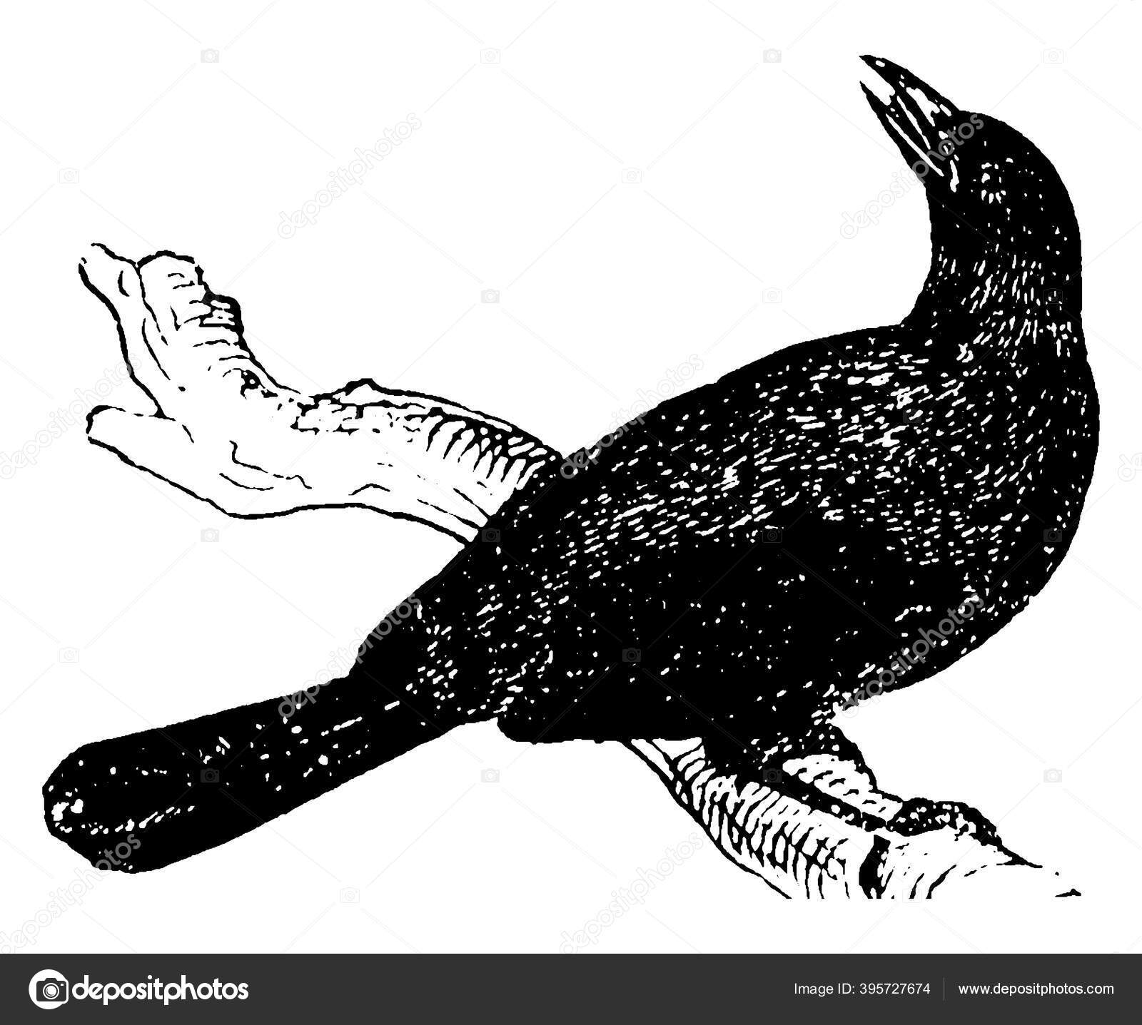 cuculidae - 4 Cuculidae Vektor Stok, Ilustrasi Cuculidae Bebas Royalti | Depositphotos