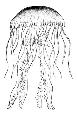 Denizanaları, Fillum Cnidarian 'ın deniz hayvanıdır, tekelci bir türdür ve dünyanın okyanuslarında özgürce süzülür, klasik çizim ya da oymacılık çizimi.