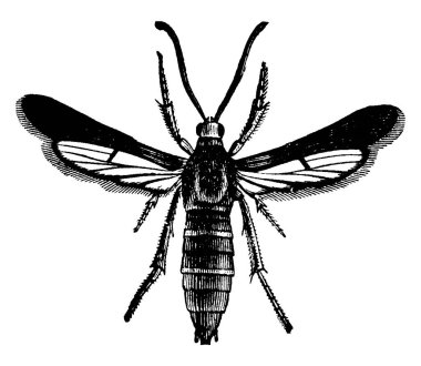 Grapevine Kök Sıkıcı 'nın (Memthyrus polistiforis) güvesi, klasik çizgi çizimi veya gravür çizimi.