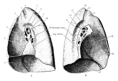 Deneğin akciğerlerinin mediastinal yüzeyleri, hem sol hem de sağ, formalin enjeksiyonuyla sertleştirilmiş. Parçaları A 'dan B' ye işaretlenmiş ve 1 'den 19' a klasik çizim ya da gravür..