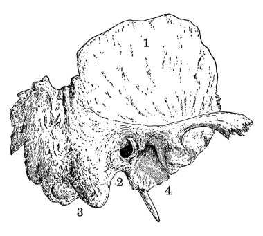 İnsan kafatasının şakak kemiği, kafatasının yan ve alt kısımlarında, parçalarının etiketi, klasik çizgi çizimi ya da kabartması.