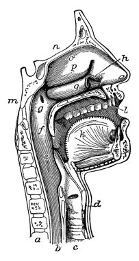 Ağız, burun ve gırtlak, yemek borusu (yemek borusu) ve gırtlak, bir bölümde olduğu gibi, vintage çizgi çizimi veya oyma çizimi ile ortaya çıkar..