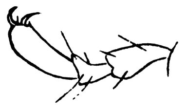 Chinch-bug, Blissus lökopterus türleri; tarsus., vintage çizgi çizimi veya gravür çizimi.