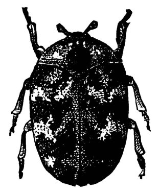 Halı böceği 3 mm uzunluğunda, dermestidae familyasına ait, klasik çizim ya da kabartma çizim..