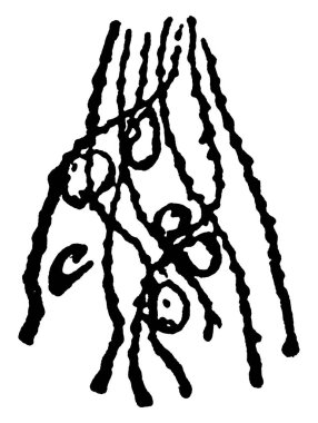 Bombus 'un arka bacağının tipik bir temsili, balmumu kesici, koyu dairesel halkalar, klasik çizimler veya kabartma çizimler..