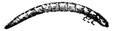 Noktalı ve segmentli gövdeli bir un böceğinin larva evresi, klasik çizgi çizimi veya kabartma çizimi.