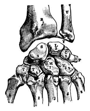 Elin karpal kemikleri iki sıra halinde dizilir. Proksimal ve distal sıra, klasik çizgi çizimi ya da gravür çizimi..
