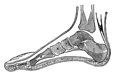 Üç dizi kemikten oluşur: tarsal ya da engelleyici; orta kısmı işgal eden metatarsal ve ayak parmaklarını oluşturan parmak kemikleri. Tarsal kemikler numara olarak yedi, klasik çizgi çizimi veya gravür çizimi.