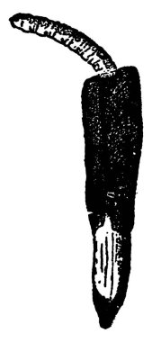 Diakritik uzun mısır larvası mısırların, mısırların, vintage çizimlerin ya da kabartma resimlerin arazisini yok eder..