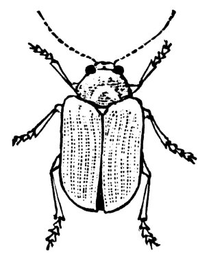 Böcekler, süper düzen Endopterygota, klasik çizgi çizimi veya kabartma resimlerinde Coleoptera 'yı oluşturan bir böcek grubudur..