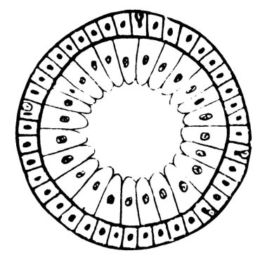 Hydra, Çnidarian familyasından çok hücreli bir organizma. Hydra 'nın çapraz kesitini gösteren şekil, klasik çizgi çizimi veya gravür illüstrasyonu.