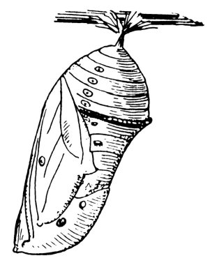 Kral Kelebekleri dört farklı aşamanın olduğu başkalaşım geçirirler. Bu figür Pupa sahnesini, klasik çizgi çizimini veya gravür illüstrasyonunu temsil eder.. 